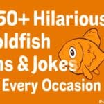 Goldfish Puns and Jokes